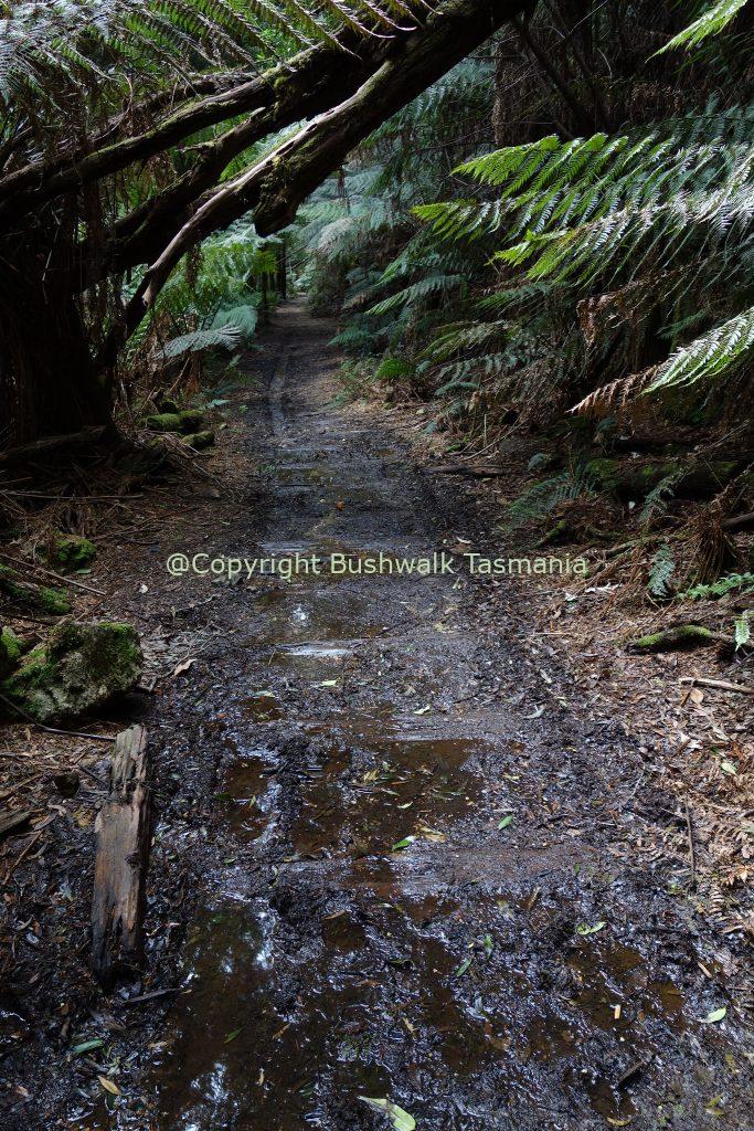 montezuma falls walk tasmania